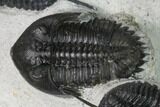 Cyphaspis Walteri & Kayserops Trilobite Cluster - Mrakib, Morocco #168395-5